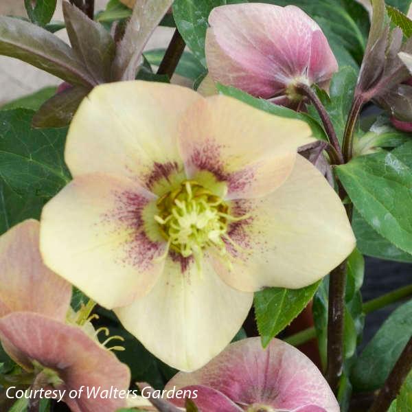 Helleborus Sandy Shores