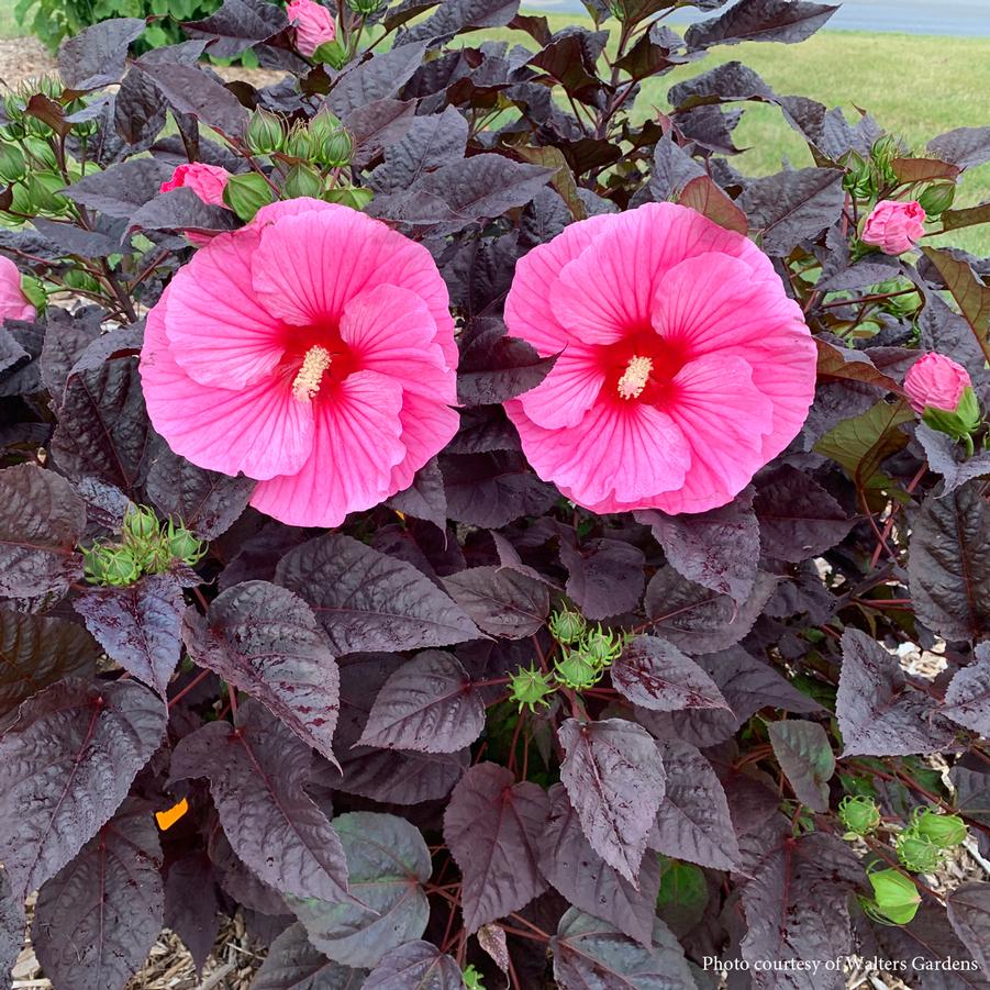 Hibiscus moscheutos Edge of Night