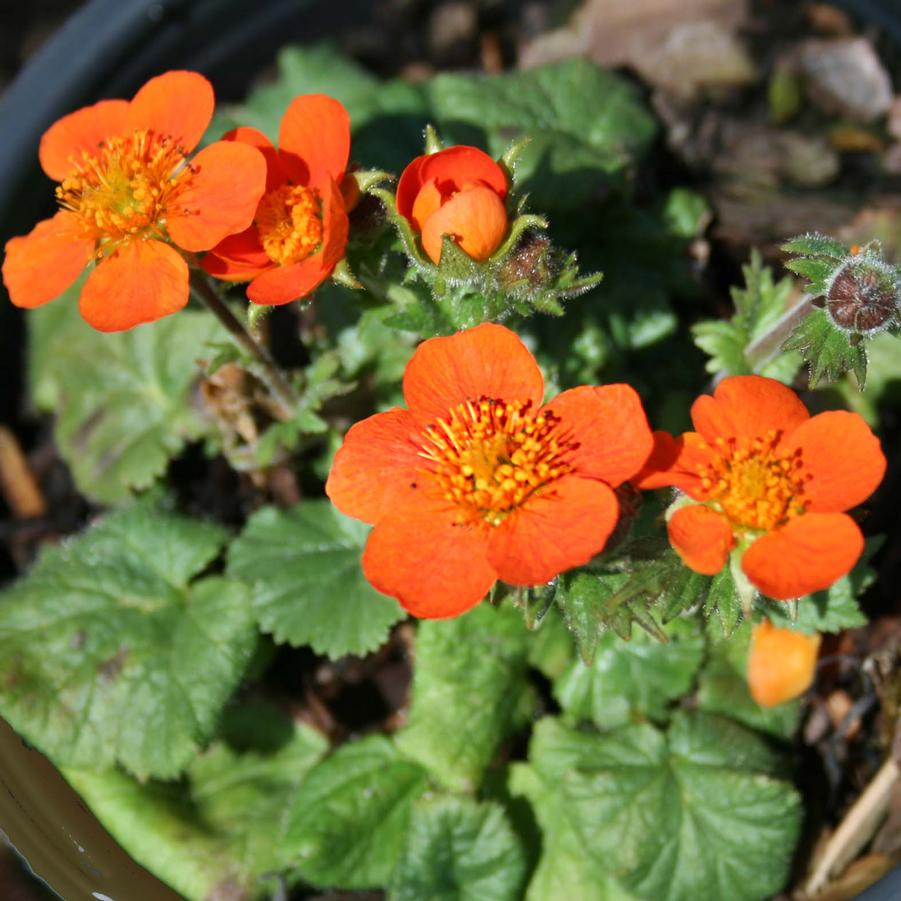 Geum coccineum Koi