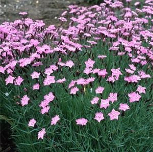 Dianthus gratianopolitanus Bath's Pink