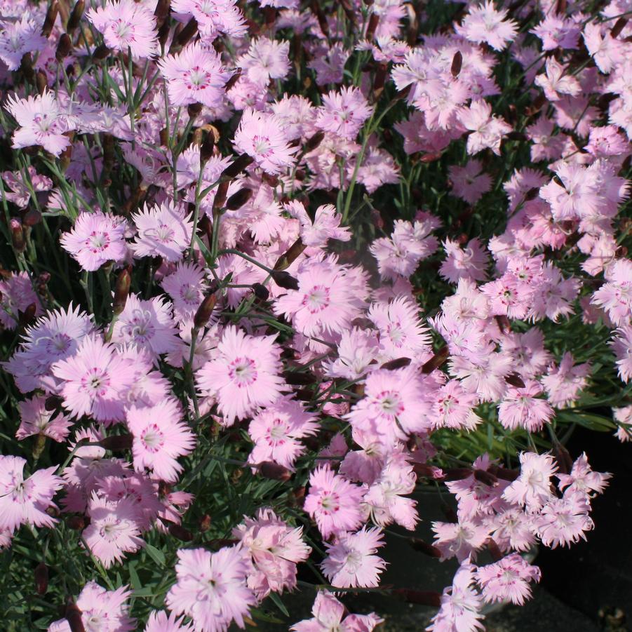 Dianthus gratianopolitanus Bath's Pink