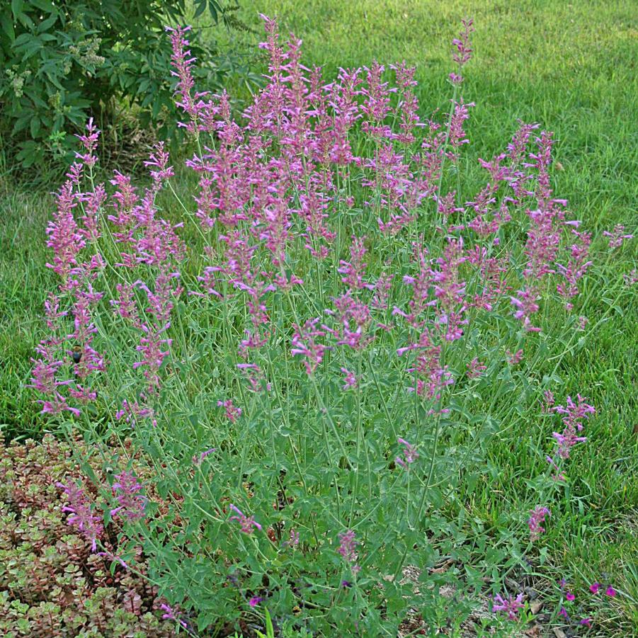 Agastache Heatwave