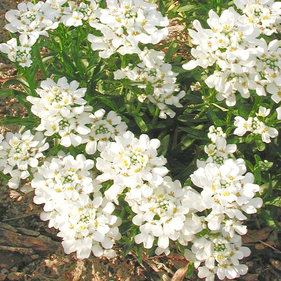 Iberis sempervirens Snowflake