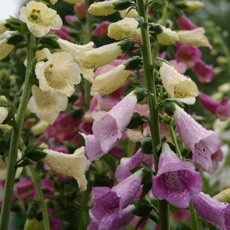 Digitalis purpurea Foxy