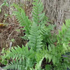 Dryopteris australis 