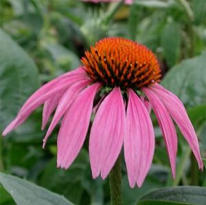 Echinacea purpurea 