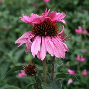 Echinacea purpurea Doubledecker