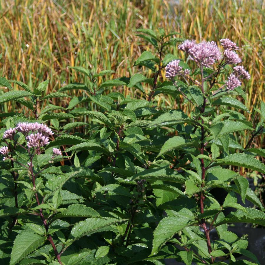 Eupatorium Atropurpureum