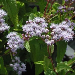 Eupatorium (Conoclinium) coelestinum Cori