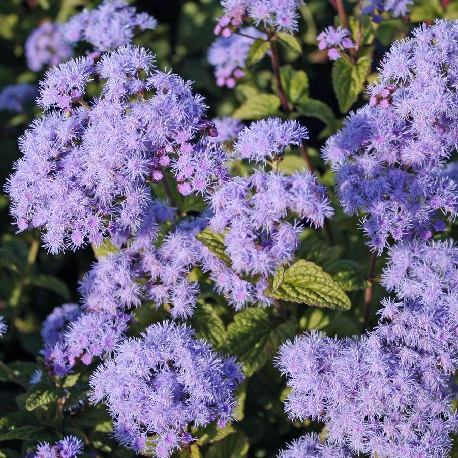 Eupatorium (Conoclinium) coelestinum Cori