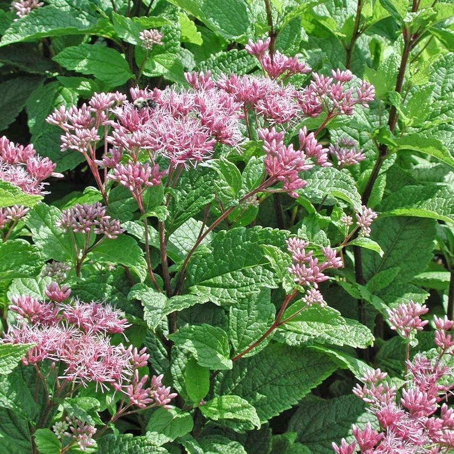 Eupatorium dubium Little Joe