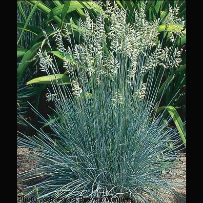 Festuca ovina var. glauca Elijah Blue