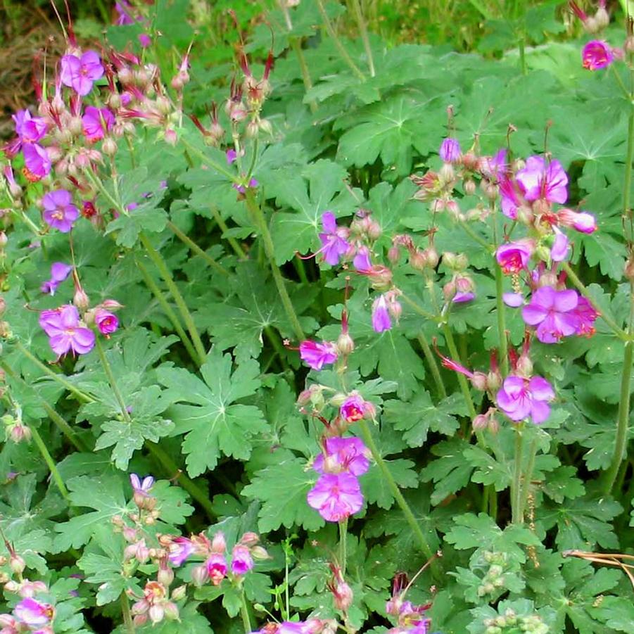 Geranium macrorrhizum Bevan's Variety