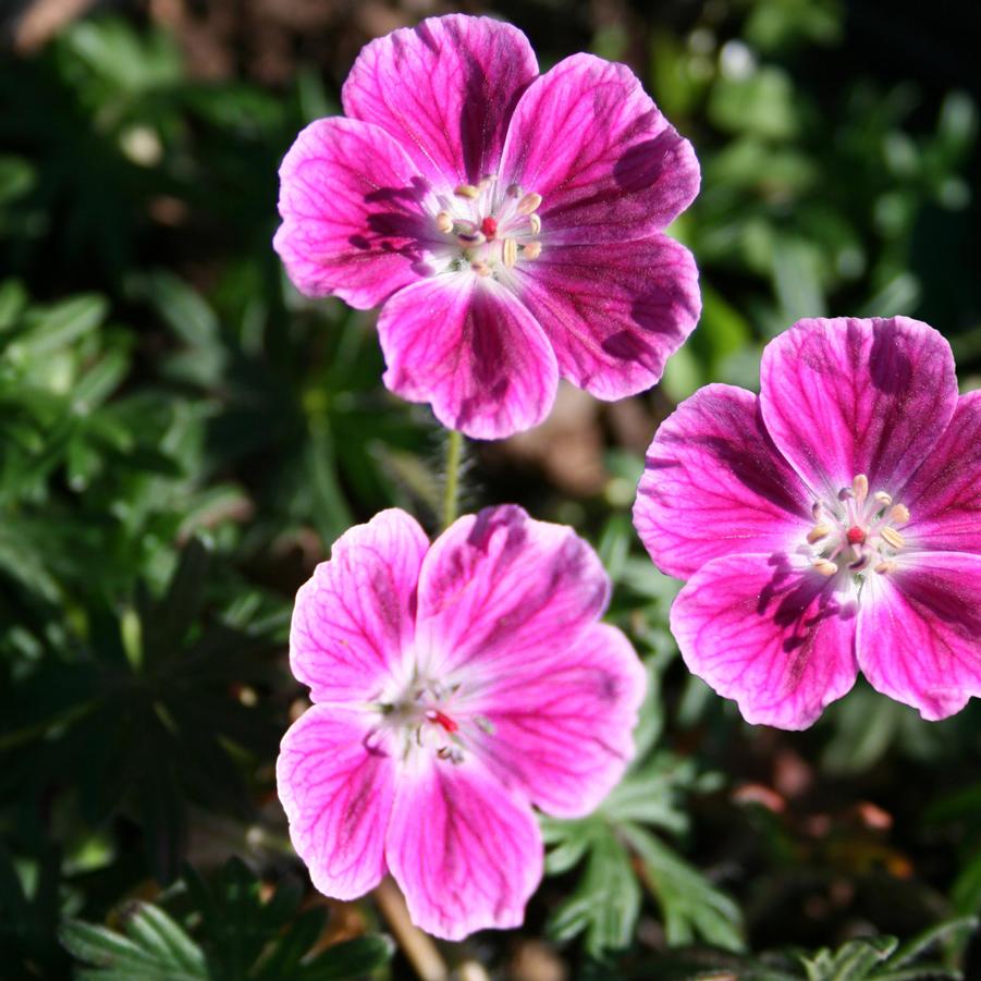 Geranium sanguineum Elke