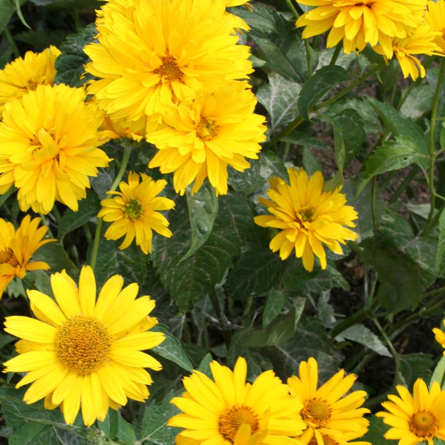 Heliopsis helianthoides var. scabra Summer Sun