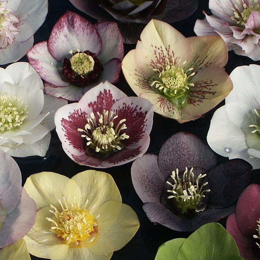 Helleborus orientalis Pine Knot Strain