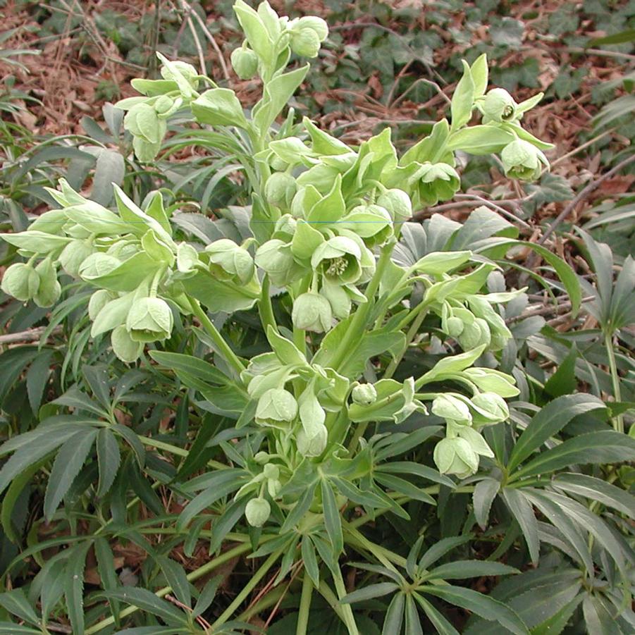 Helleborus foetidus 