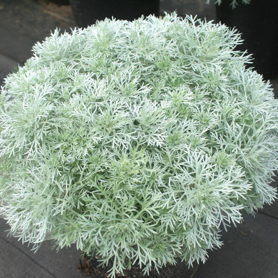 Artemisia schmidtiana Silver Mound