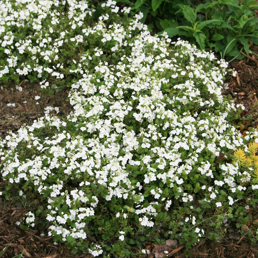 Veronica peduncularis Whitewater