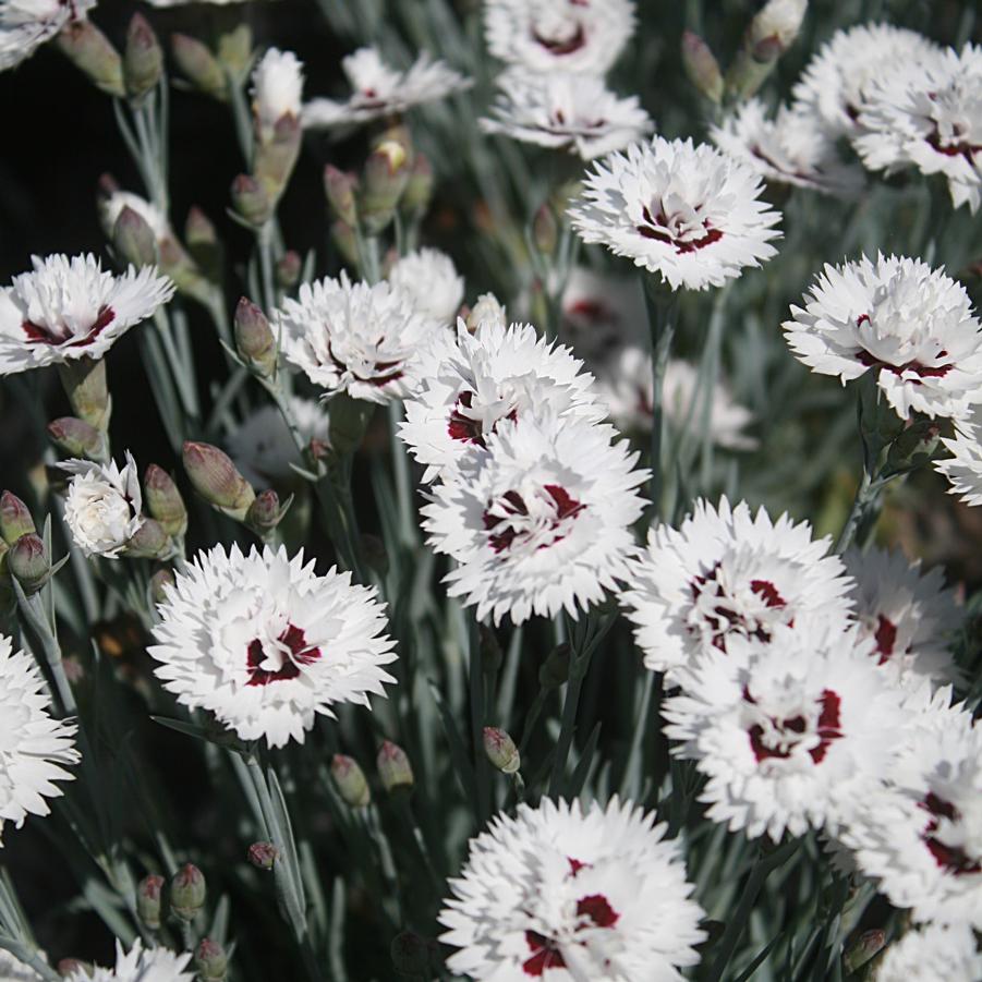 Dianthus Silver Star