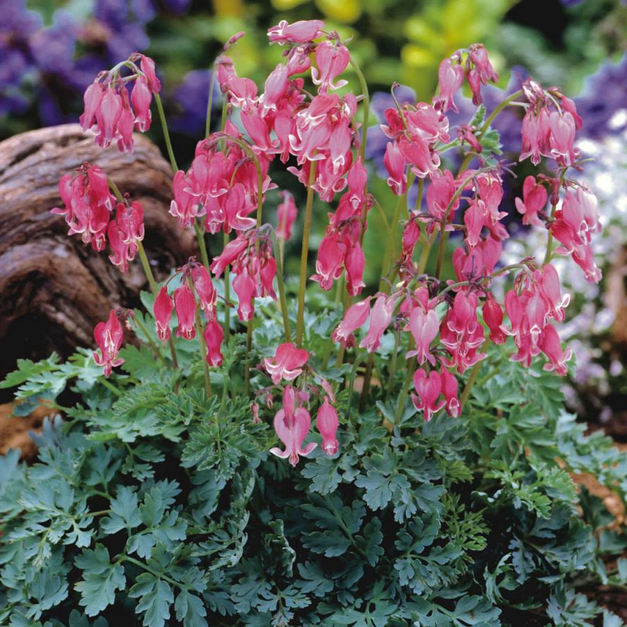 Dicentra x King of Hearts