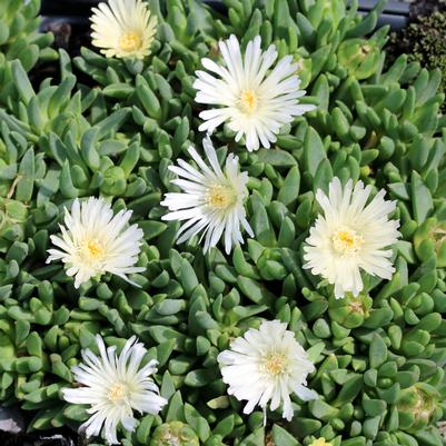 Delosperma congestum f. album White Nugget