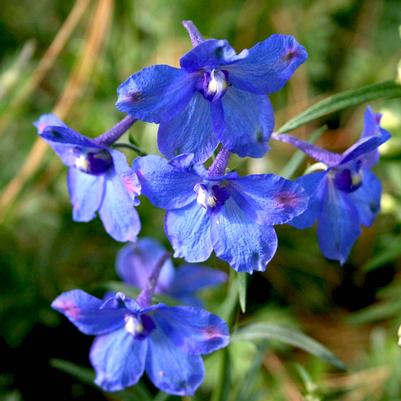 Delphinium grandiflorum Butterfly Blue