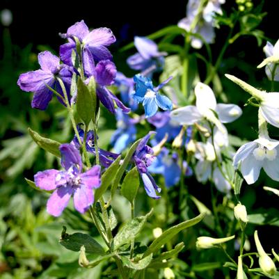 Delphinium elatum Connecticut Yankee