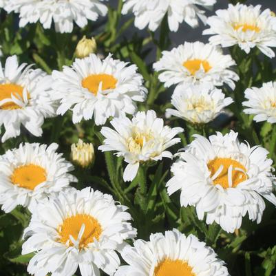 Leucanthemum superbum Freak