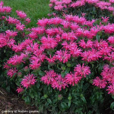 Monarda didyma Electric Neon Pink