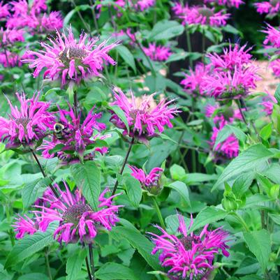 Monarda didyma Blue Stocking