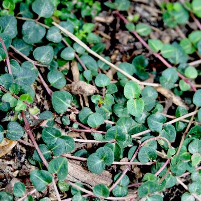 Mitchella repens 