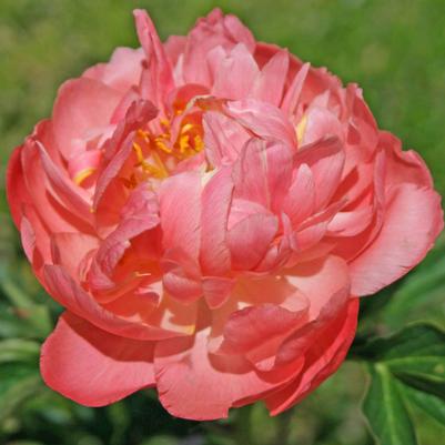 Paeonia lactiflora Coral Charm