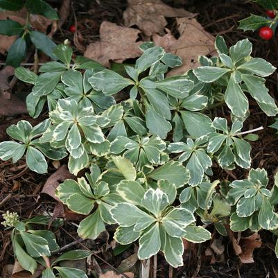 Pachysandra terminalis Silver Edge