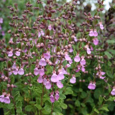 Teucrium chamaedrys 