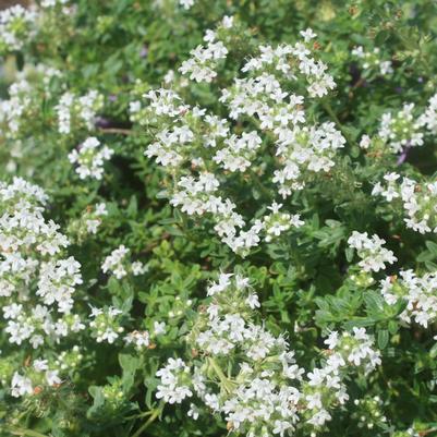 Thymus serpyllum Albiflorus