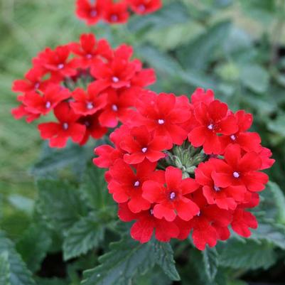 Verbena canadensis Homestead Red