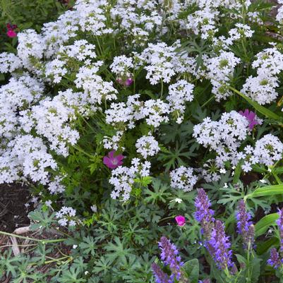 Verbena Snowflurry