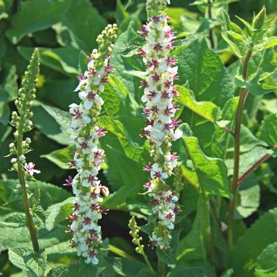 Verbascum chaixii Wedding Candles