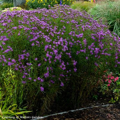 Vernonia Southern Cross