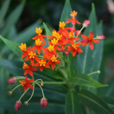 Asclepias curassavica Red Butterfly