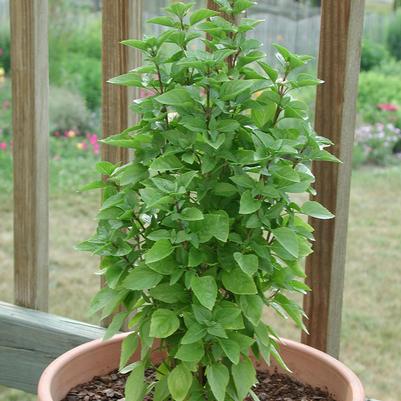 Basil Greek Columnar