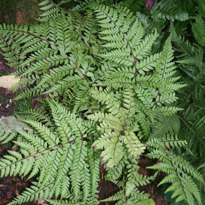 Athyrium otophorum Okanum