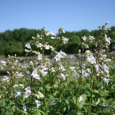 Penstemon digitalis 