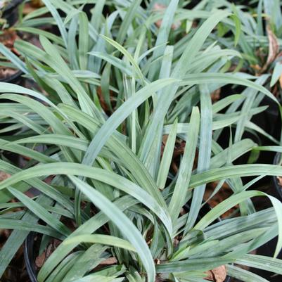 Carex laxiculmis Hobb Bunny Blue™