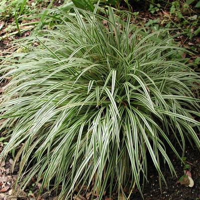 Carex morrowii Silver Sceptre