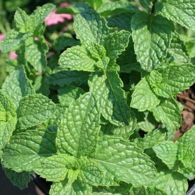 Mentha villosa Mojito