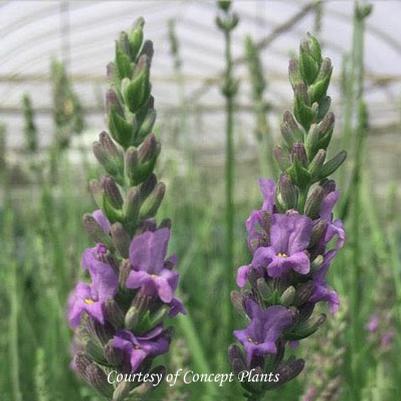 Lavandula intermedia Sensational