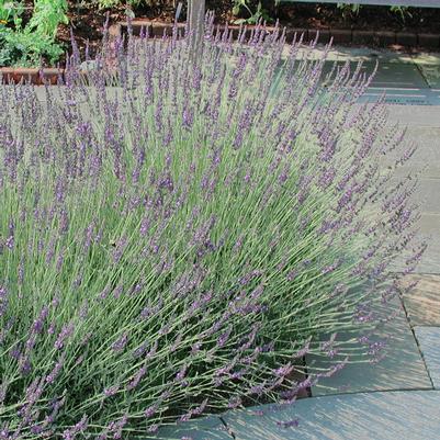 Lavandula intermedia Grosso