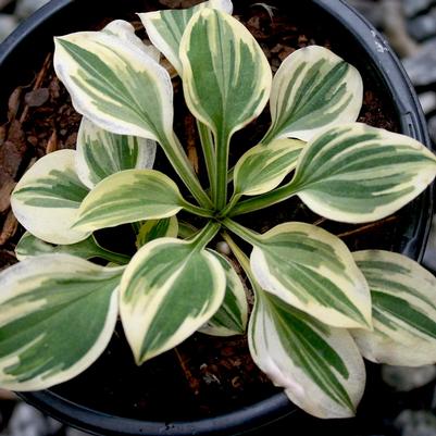 Hosta Cameo